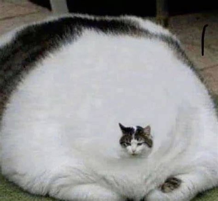 25 Pictures Of Funny Fat People We Need Fun