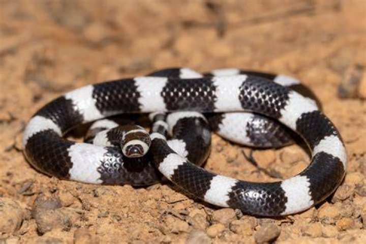 Beautifully striped, terribly in danger Meet Australia&rsquo;s bandybandy