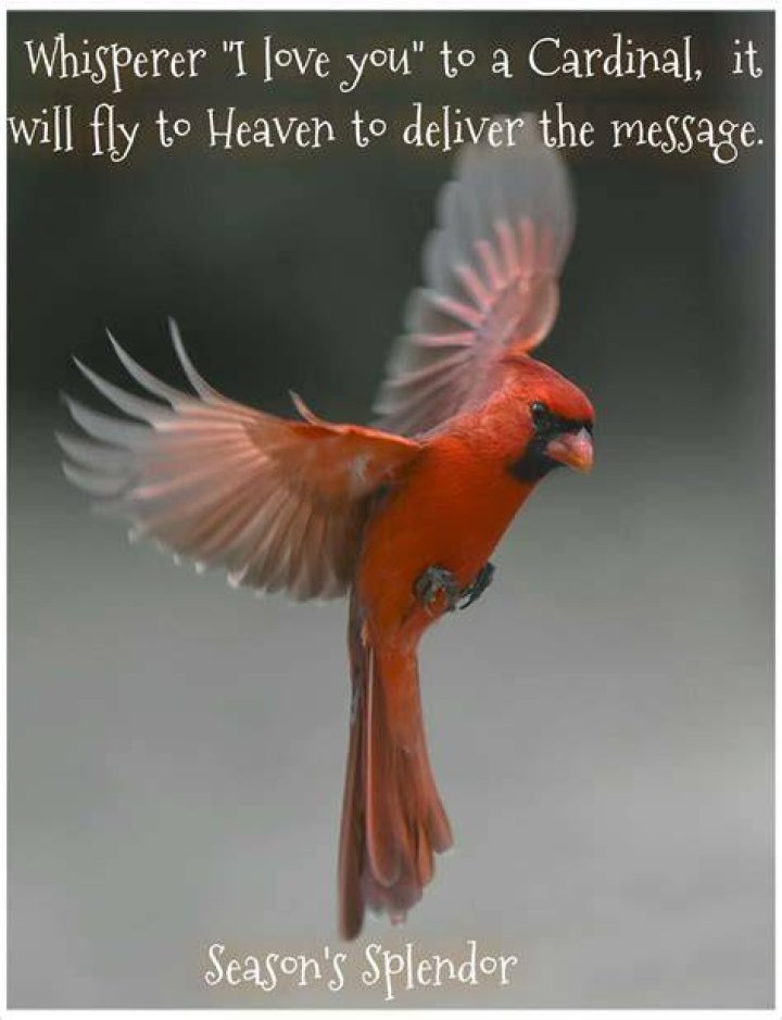 Cardinal Bird Quote / Red Cardinal Bird Quotes Birds Pinterest