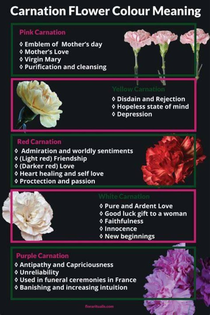 Carnation Flower Meaning and Symbolism Symbol Sage