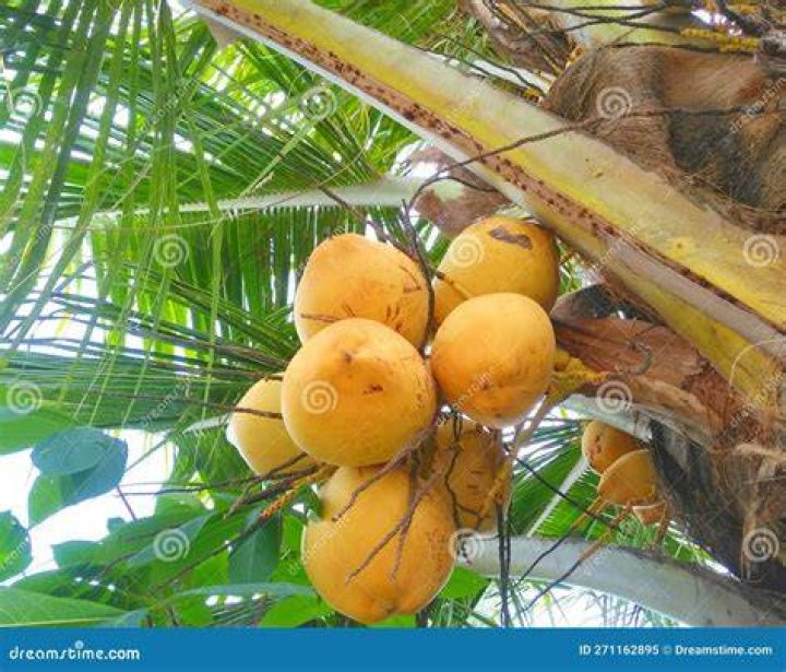 CoconutThe super fruit and its many benefits GOQii