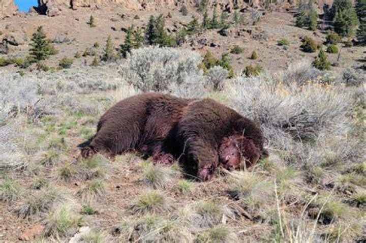 Death of a Grizzly Bear A Yellowstone Life
