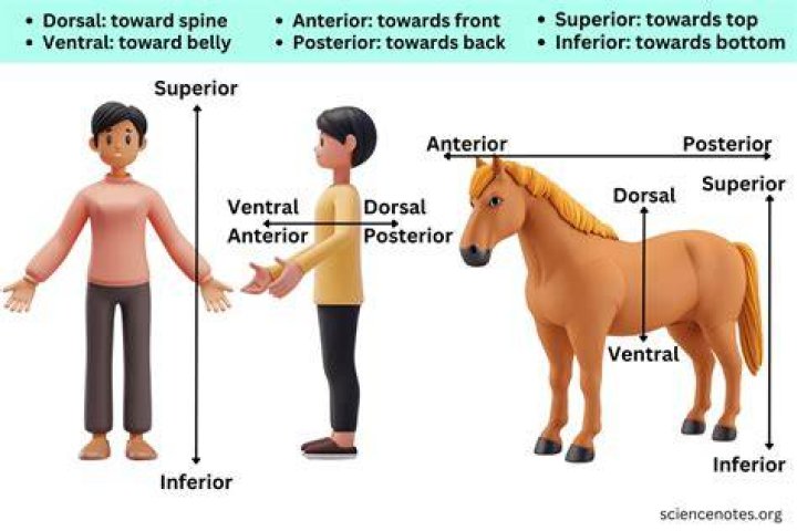 Dec&uacute;bito Dorsal E Ventral EDULEARN