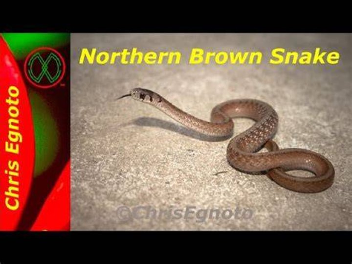 Dekay&rsquo;s Brownsnake PA HERP IDENTIFICATION