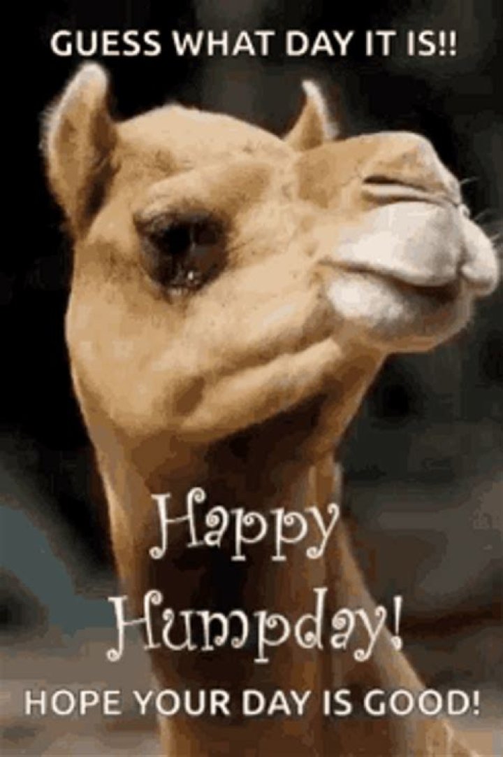 Happy Hump Day Meme Gif