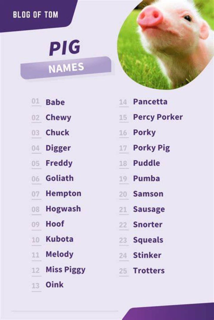 Pig Names (861 Best, Funny & Cute Ideas) Blog Of Tom