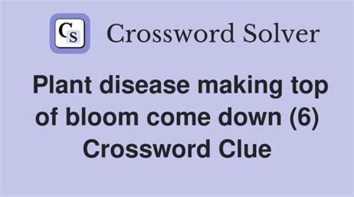Plant Disease Crossword Clue 6 Letters Caipm