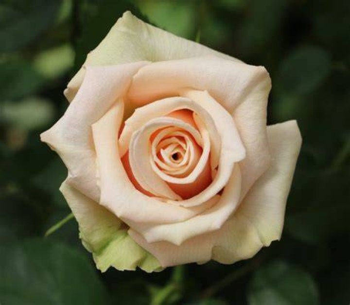 Seek UP with Sahara Rose Ketabi Culture Courses on Omstars