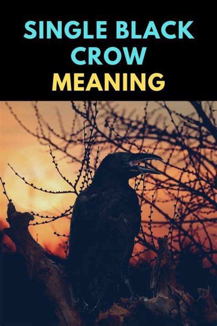 Single Black Crow Meaning and Symbolism (Prophecy & Change)