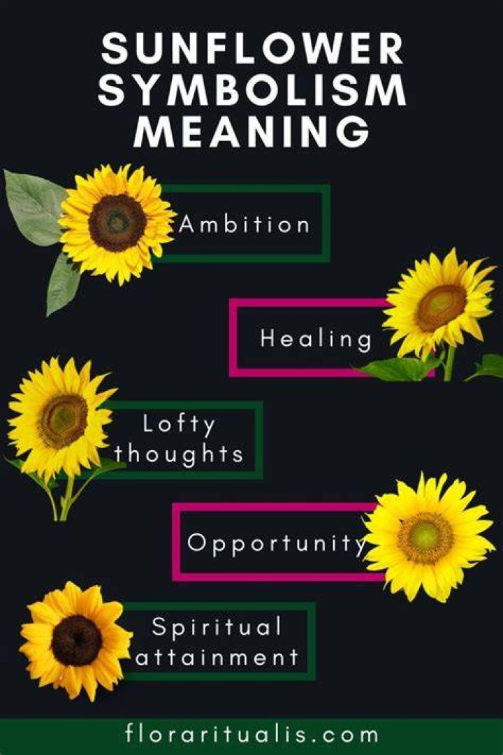 Sunflower Origin, Meaning & Symbolism SnapBlooms Blogs