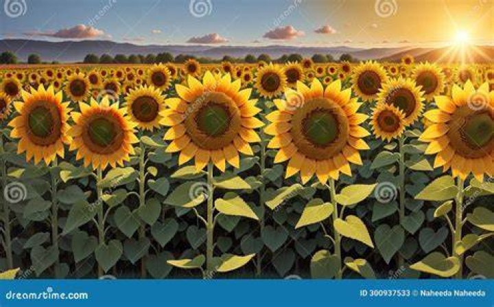 The Allure of Sunflowers An Exploration of Their Meaning and Symbolism