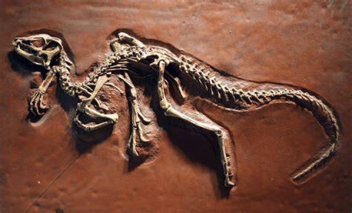 The Ultimate Guide To Dale Russell: His Contributions To Paleontology