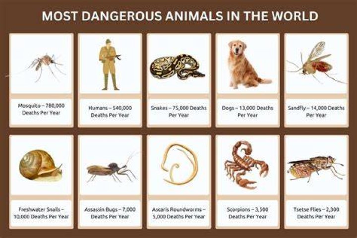 Top 5 Most Frightening Mammals You Never Want To Encounter