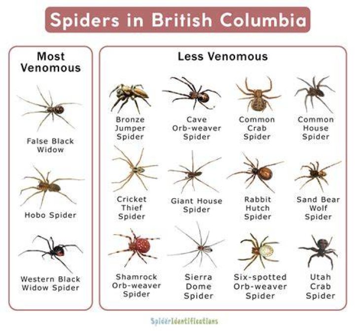Types of Spiders in BC List with Pictures