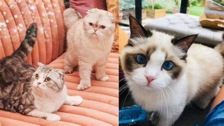 What Are Taylor Swifts Cats Names Cats World Club