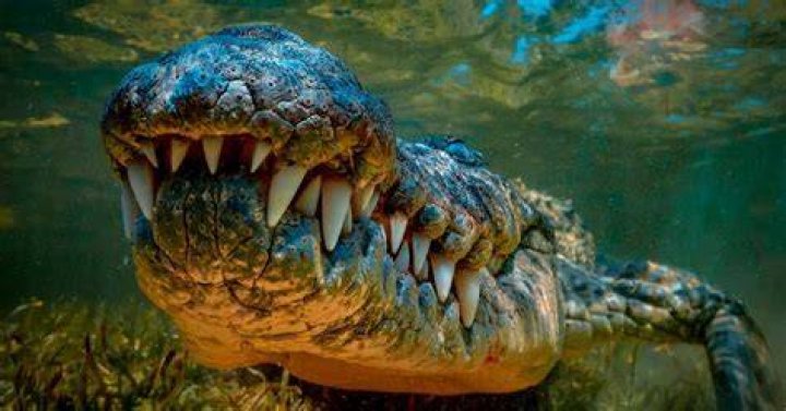 What Are the Scariest Animals on Earth? Heads Up by Boys' Life