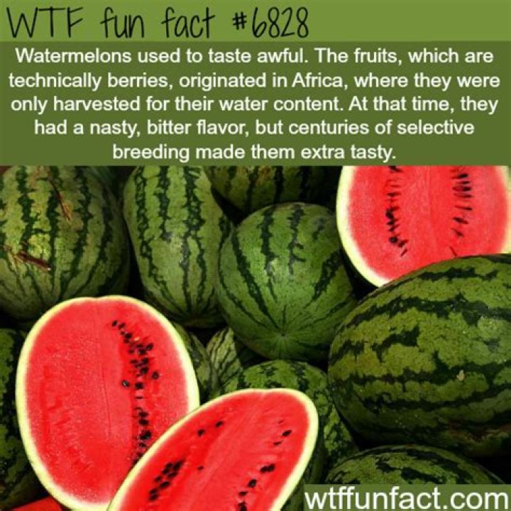 Wow Facts, Wtf Fun Facts, Funny Facts, Funny Jokes, Fascinating Facts